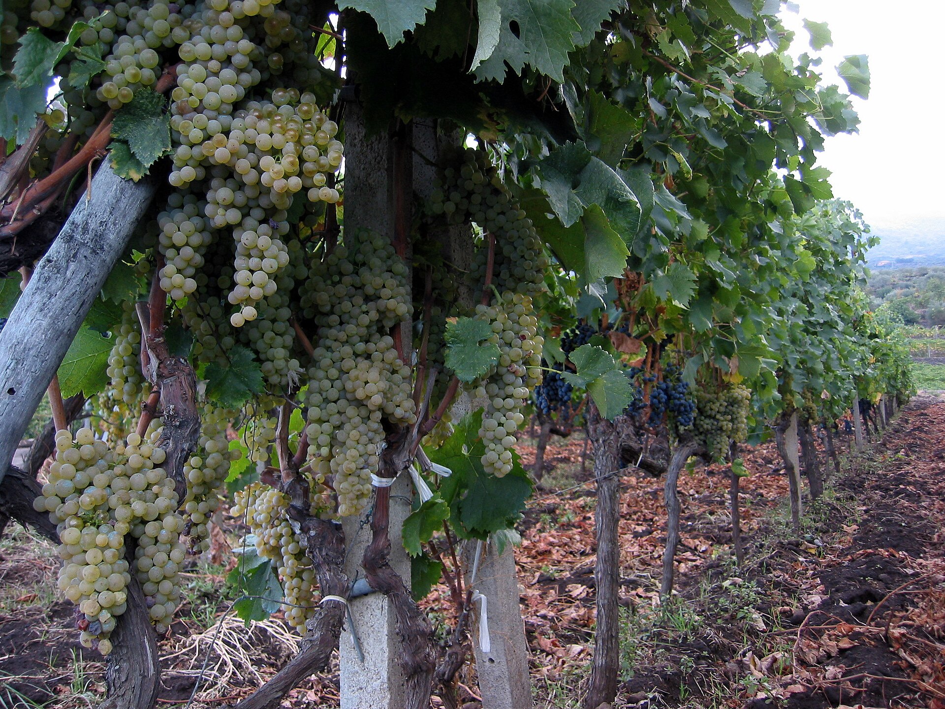 Grappes de raisin blanc sur les vignes de l'Etna