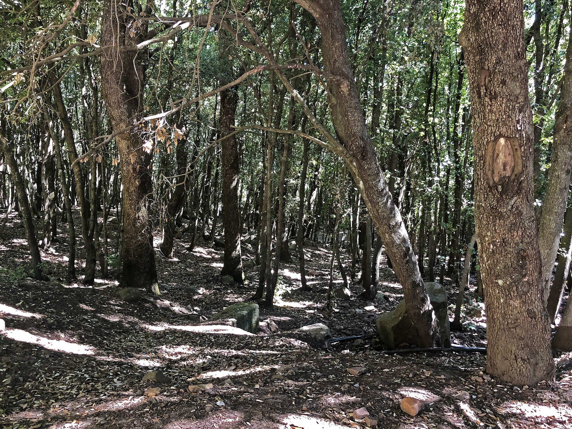Sentier ombragé sous les houx géants de Piano Pomo