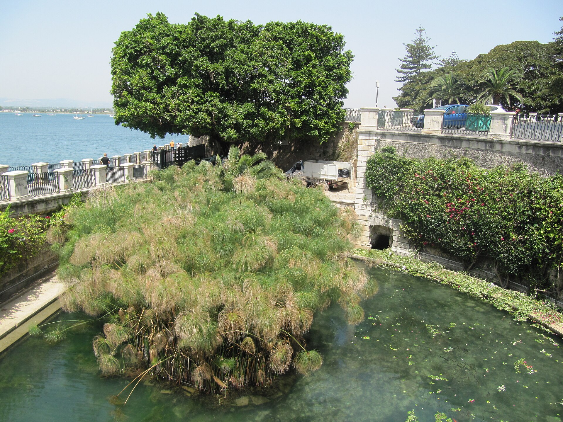 Bassin de la Fontana Aretusa avec ses papyrus à Ortigia